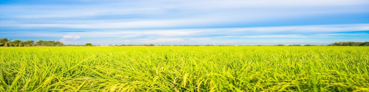 food shredder machine