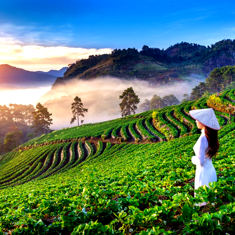 Vietnamese Translation