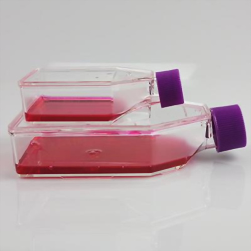 Cell Culture Flask