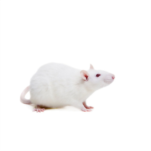 Animal Research Equipment