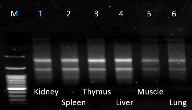 Total Rna Extraction Kit Tissue