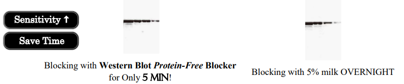 Fast WB Protein-Free Blocker (1 min)