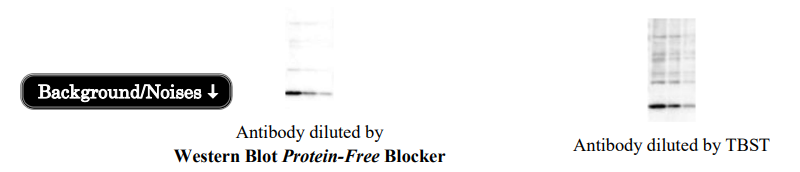 Fast WB Protein-Free Blocker (1 min)