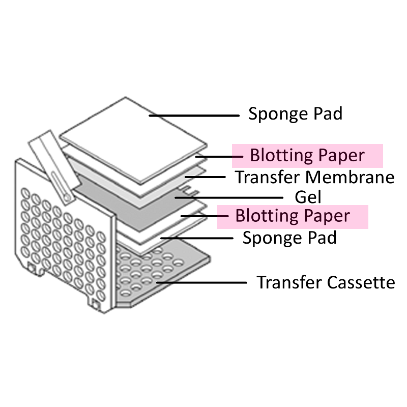 Blotting Paper, 8 x 10 cm