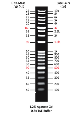 25/10 DNAプラス1本 Accuris SmartCheck™ 1kb DNA Ladder- Lab Supplies - Stellar