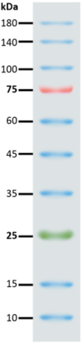 BiossPM Rainbow Protein Marker (10~245 kDa)