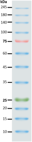 Prestained Protein Marker (9-245kD)
