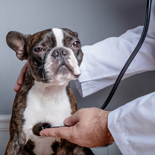 犬貓腸胃道保養配方