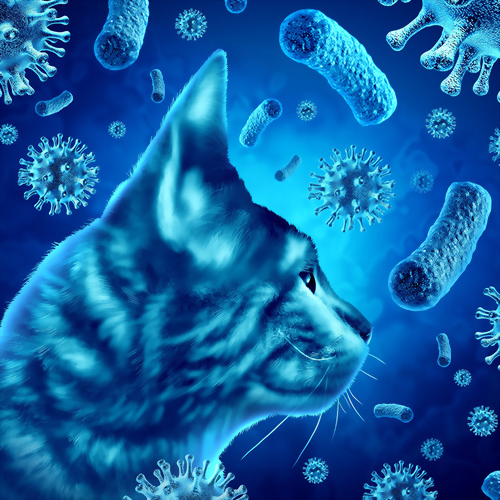 犬貓心血管抗氧化配方