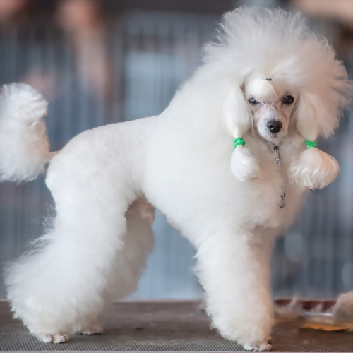犬貓毛髮滋養配方