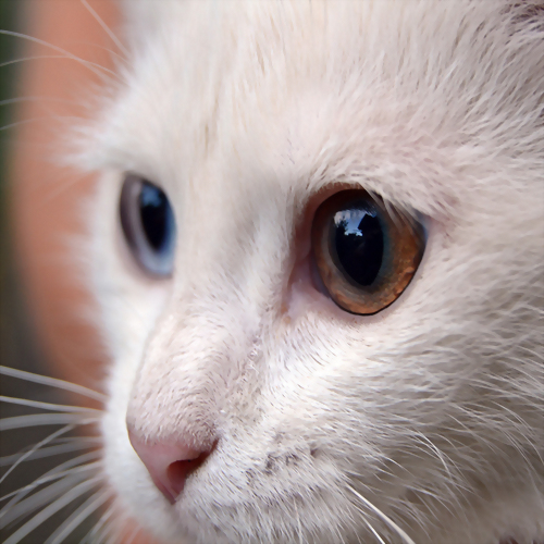 犬貓眼部保養配方