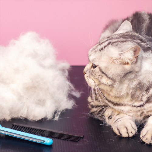 犬貓營養膏與貓咪化毛膏