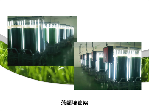 藻類培養架