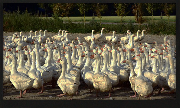 7-00-inch-800x480-tft-display-btf070a-awc-btf070a-awc