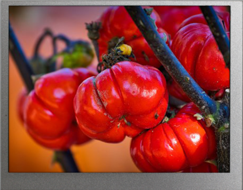 5.60 inch 640x480 TFT Display | BTF056A-AHN$