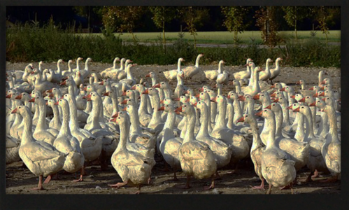 7.00 inch 800x480 TFT Display | BTF070A-AWC$