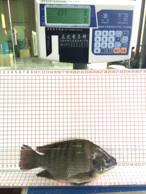 飼養尼羅魚試驗流程表-升福生技