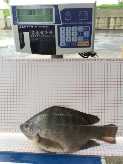 飼養尼羅魚試驗流程表-升福生技1