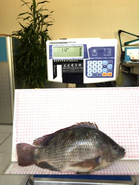 飼養尼羅魚試驗流程表-升福生技2