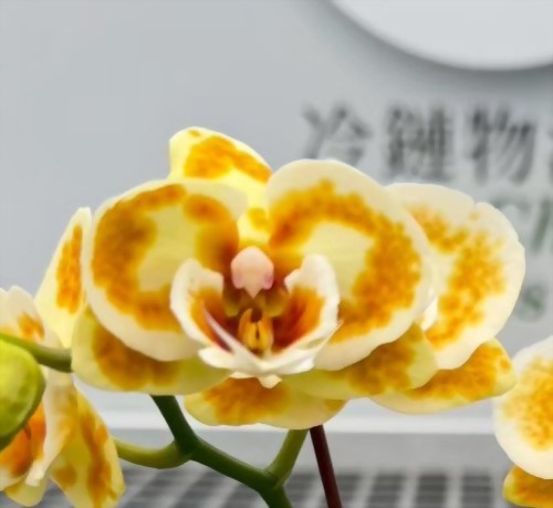 TS4266