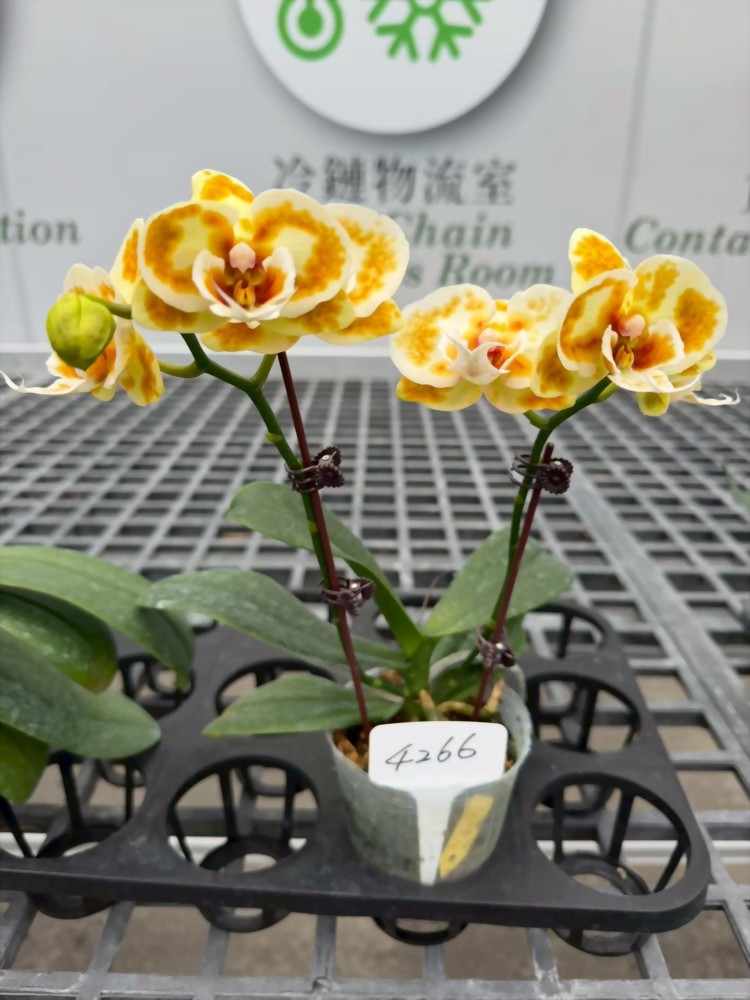 TS4266