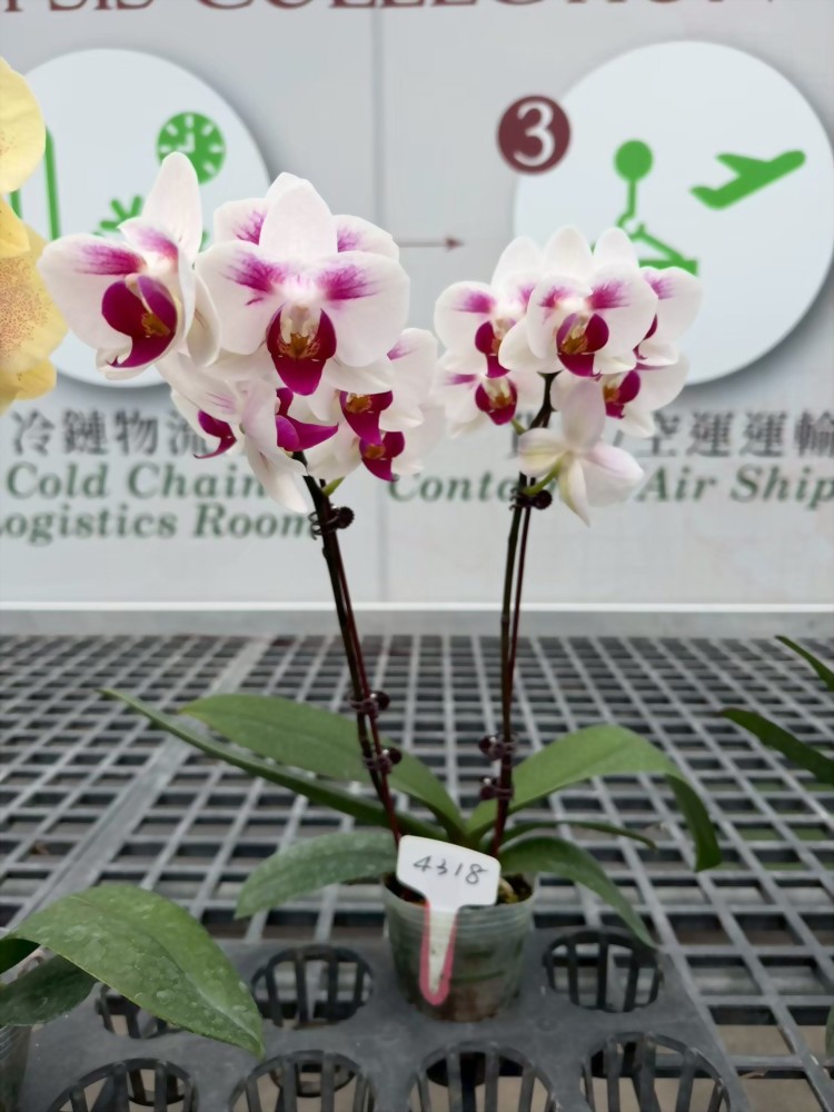 TS4318
