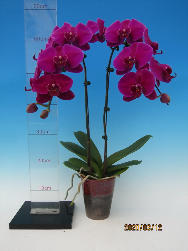 TWM-1012-30