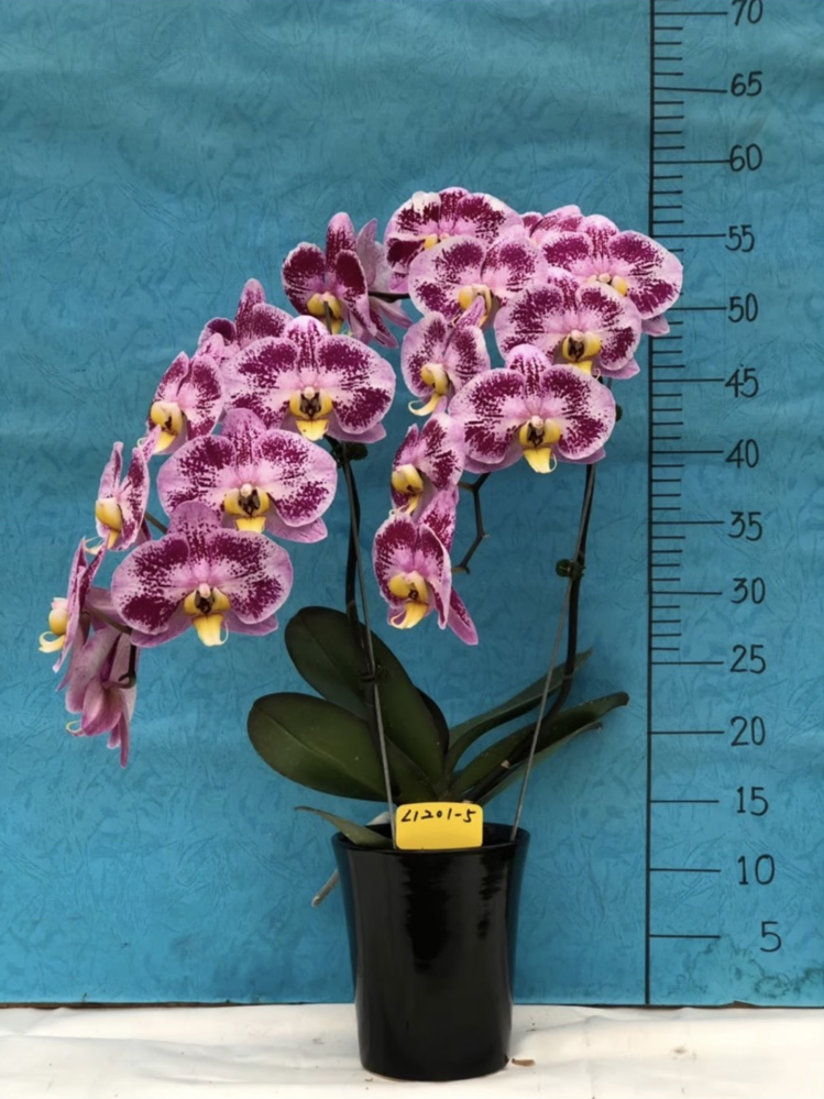 TWM-L1201-5