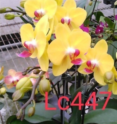 TWM-LC447