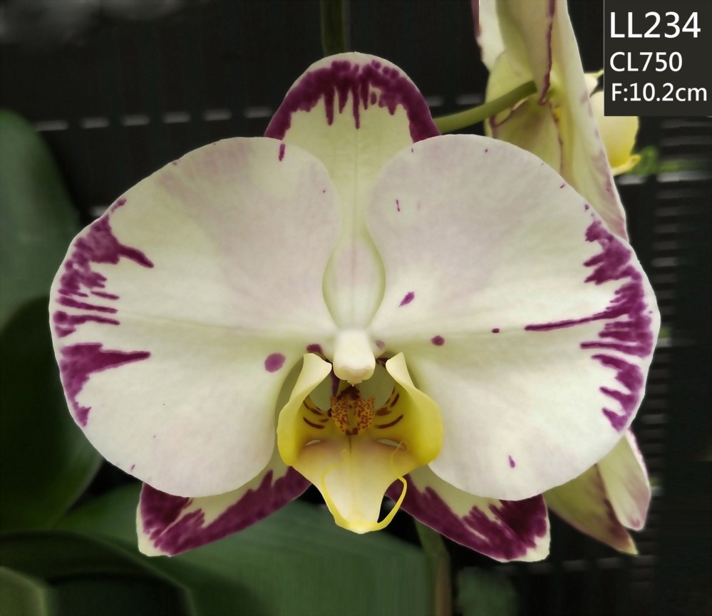 TWM-LL234
