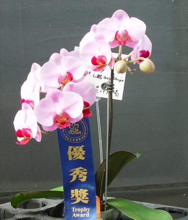 TWM-O1545