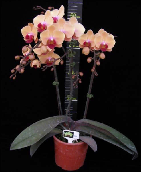 TWM-0008