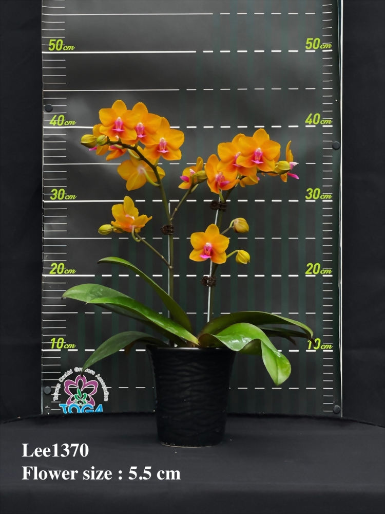 TWM-Lee1370