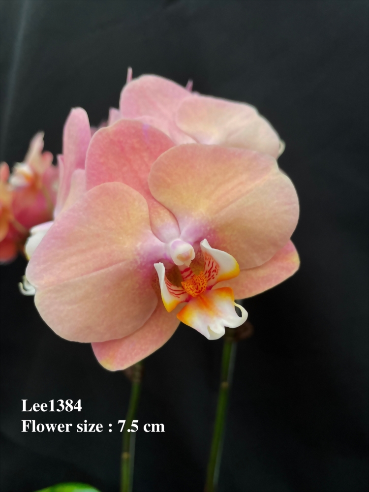 TWM-Lee1384
