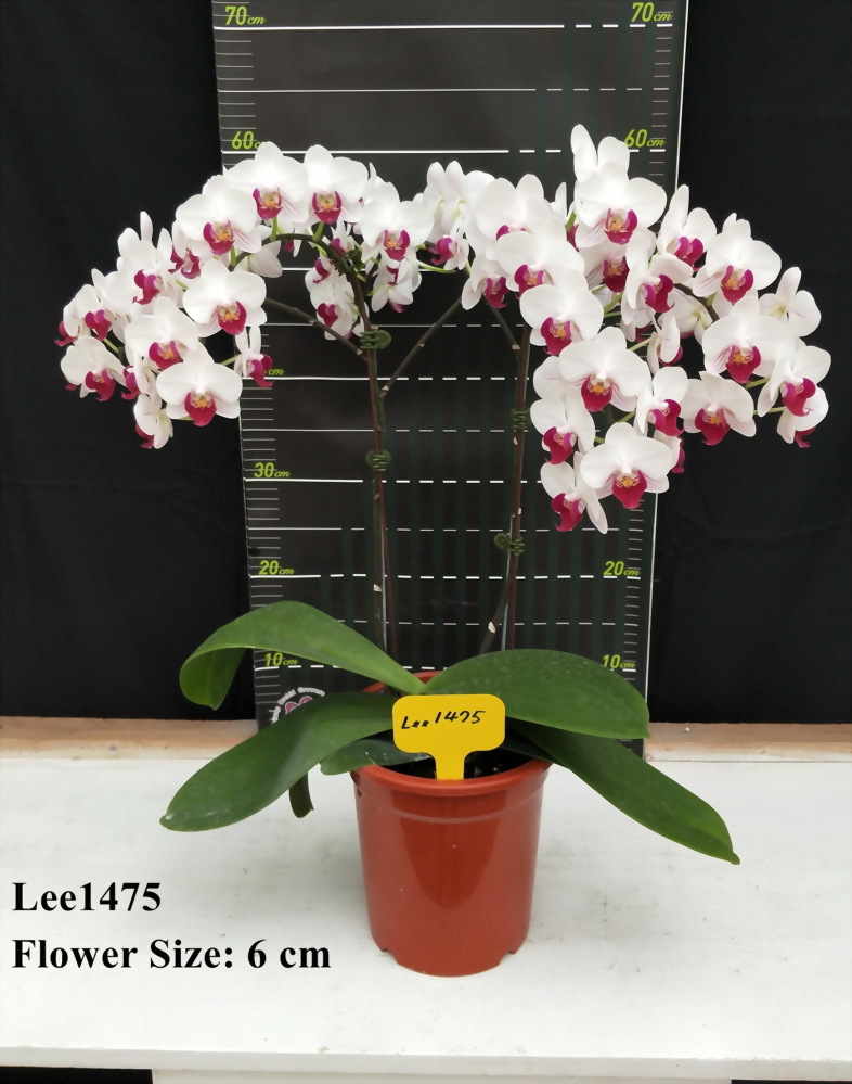 TWM-Lee1475