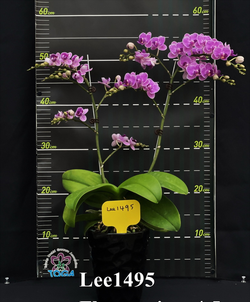 TWM-Lee1495
