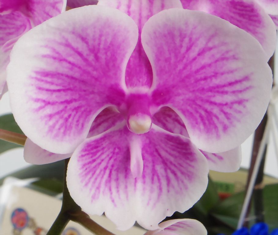 TWM-TS2588 - Shulong Flowers Industry