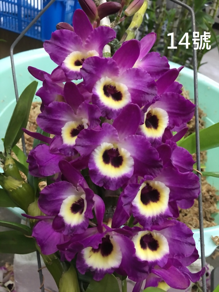 TWM-SL14 Dendrobium. Tian mu