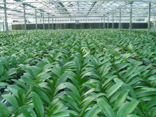 Greenhouse