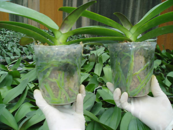 Greenhouse