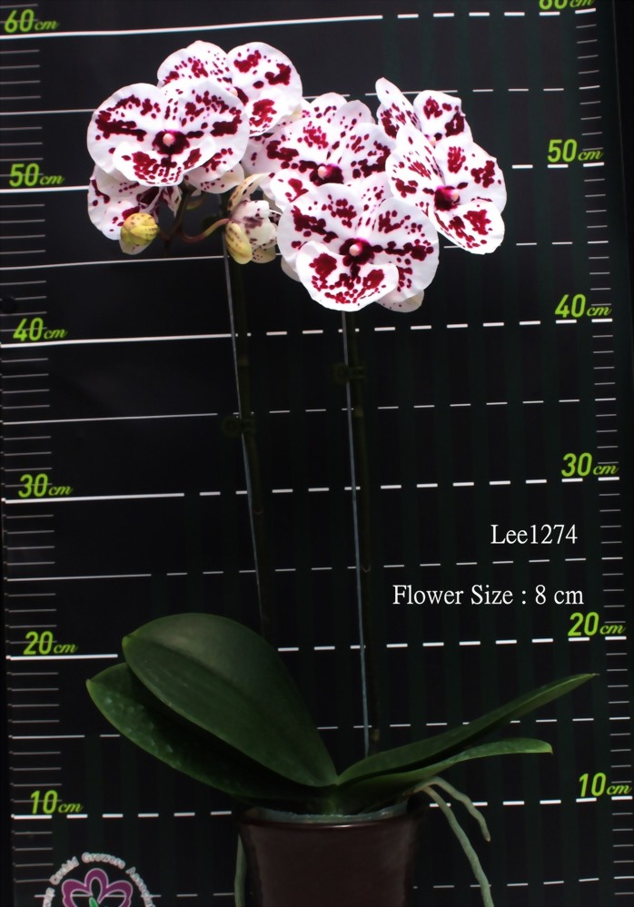 TWM-Lee1274