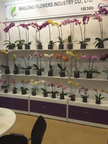 2017 in IPM show 2017 in IPM show