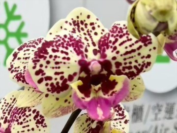 TS4339