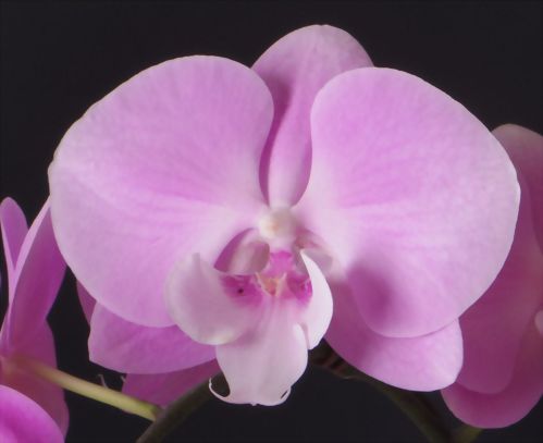 蜀隆特許の種類