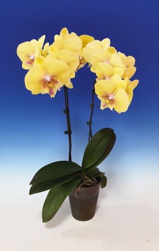 2021 in Cooling Room