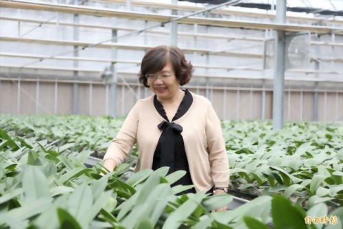 翻轉逆境 女董座帶台灣蘭花打江山 翻轉逆境 女董座帶台灣蘭花打江山