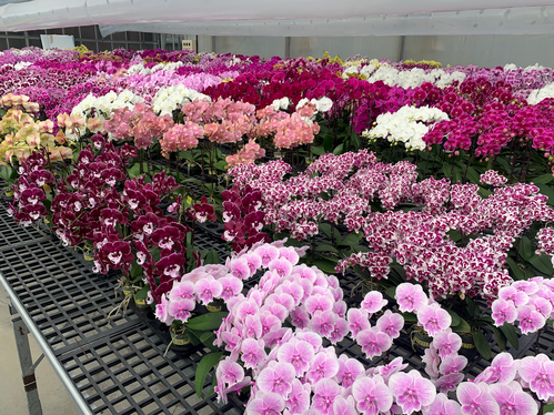 Greenhouse 開花株 Greenhouse 開花株