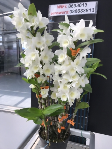 TWM-SL01 Den.Spring Snow