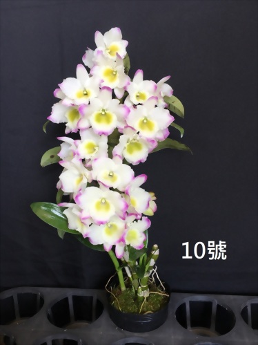 TWM-SL10 Dendrobium. Tian mu Green diamond