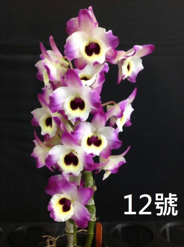 TWM-SL12 Dendrobium. Tian mu Naughty leopard